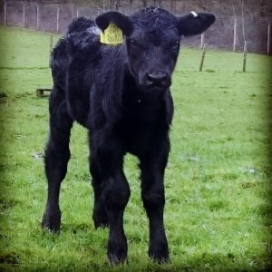 Bella's heifer calf