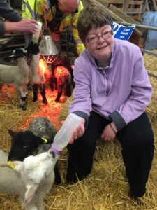 Bottle-feeding the lambs