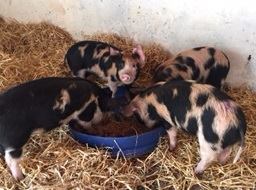 Oxford Sandy and Black piglets