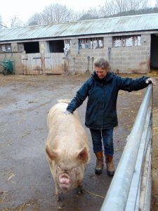 Livestock manager Sue with one of the pigs