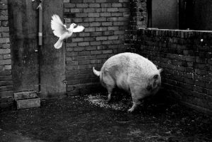 pig and dove
